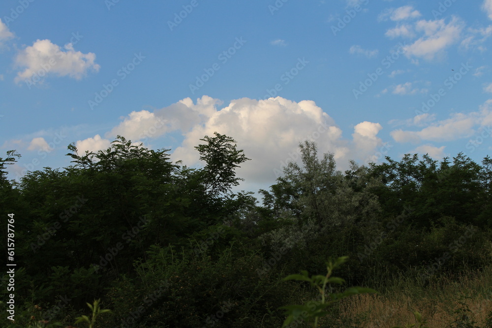 Obraz premium A group of trees with blue sky and clouds