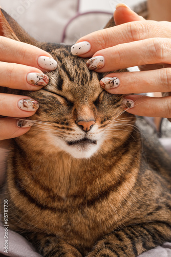 A woman's hands stroke the cat's head. Female hands with ART nails. Shallow depth of field.