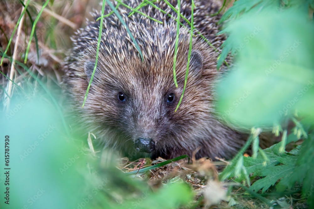 hedgehog close up hedgehog close up