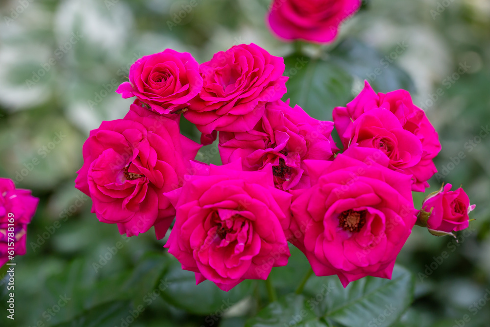 Blooming pink rose flower macro photography on a sunny summer day. Garden rose with pink petals close-up photo in the summertime. Tender rosa floral background. Blooming pink rose flower macro photography on a sunny summer day. Garden rose with pink petals close-up photo in the summertime. Tender rosa floral background.