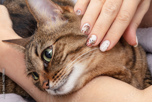 A woman's hands stroke the cat's head. Female hands with art nails. Perfect artificial fingernails of adult woman. Shallow depth of field