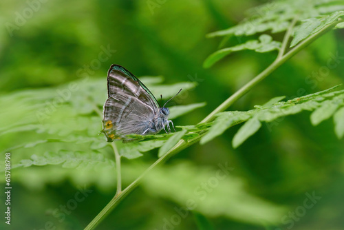 西日本の高原の林で見られる初夏の美しいチョウ、ヒロオビミドリシジミ