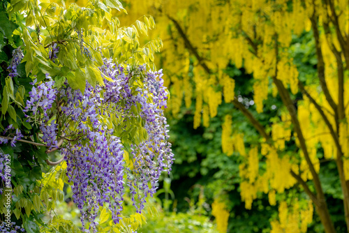 Selective focus of purple flowers blue rain in garden with golden chain or golden rain (Laburnum anagyroides) as background, Wisteria sinensis is flowering plant in the pea family, Nature background.