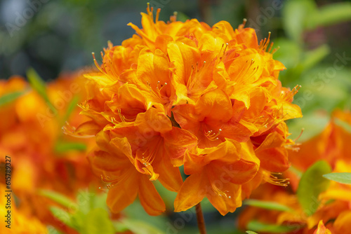 Selective focus a shrub of yellow orange flower in the garden with green leaves, Rhododendron is a very large genus of species of woody plants in the heath family, Nature floral pattern background.