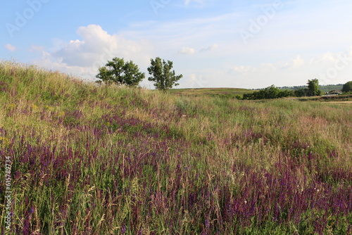 A field of purple flowers with Midewin National Tallgrass Prairie in the background