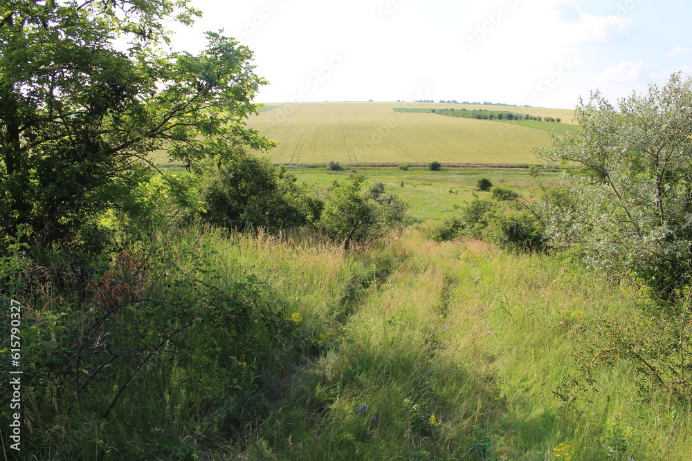 A grassy field with trees A grassy field with trees