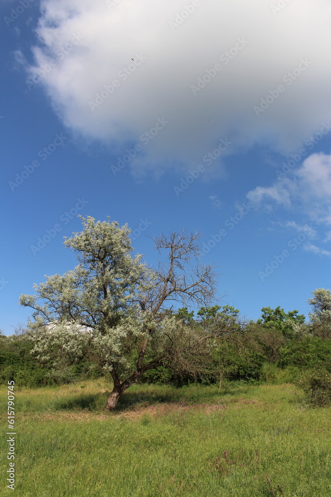 Obraz premium A tree in a field
