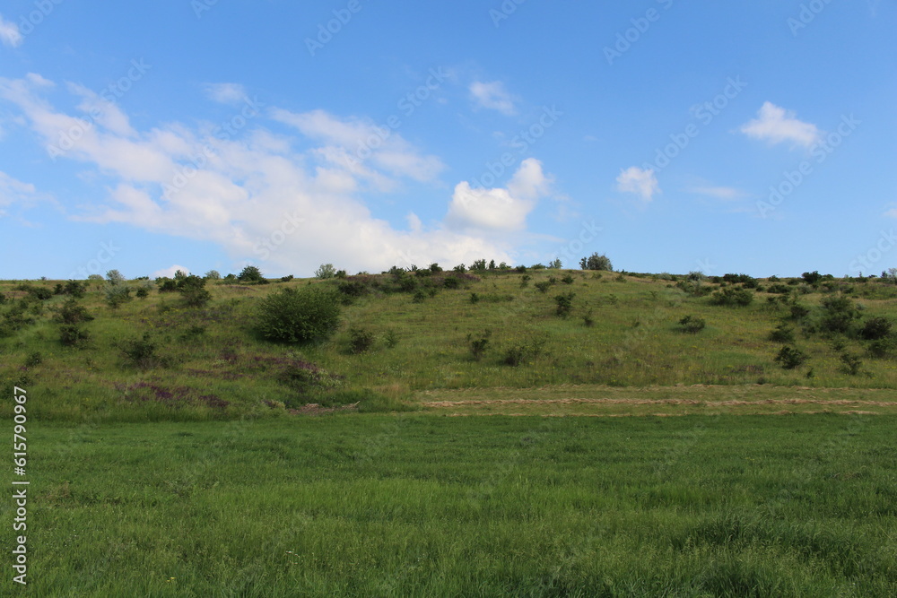 A grassy field with trees in the background A grassy field with trees in the background