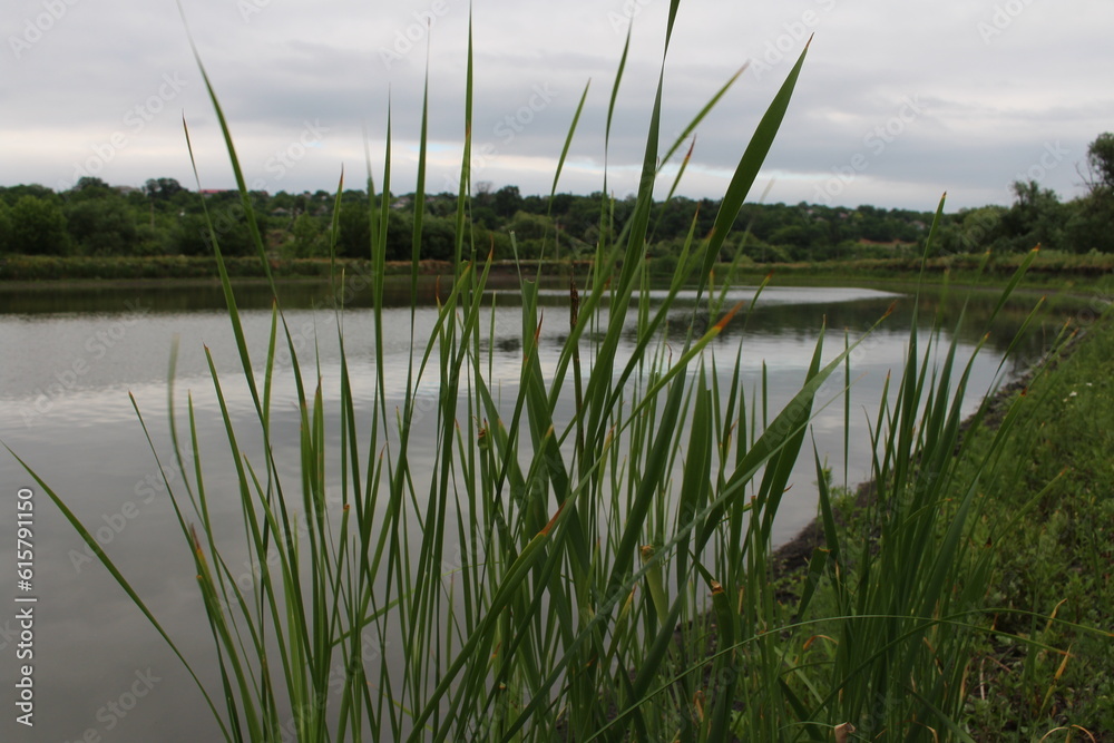 Obraz premium A pond with grass and trees in the background