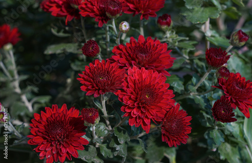 Red daisy in the garden