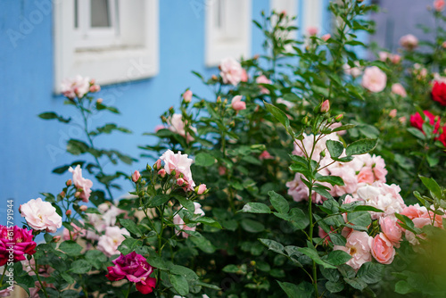 Fototapeta Naklejka Na Ścianę i Meble -  Vintage pink roses near the wood blue wall in the house garden