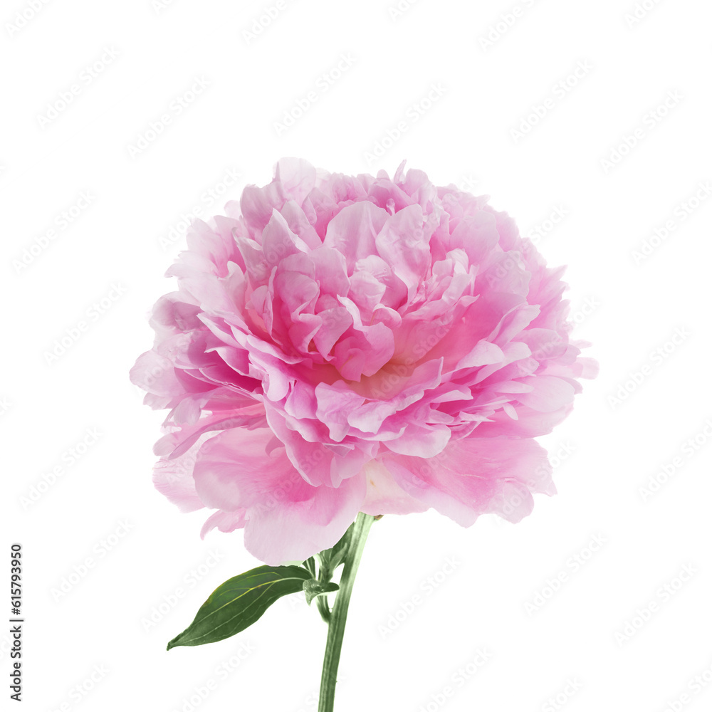 Pink peony flower isolated on white background