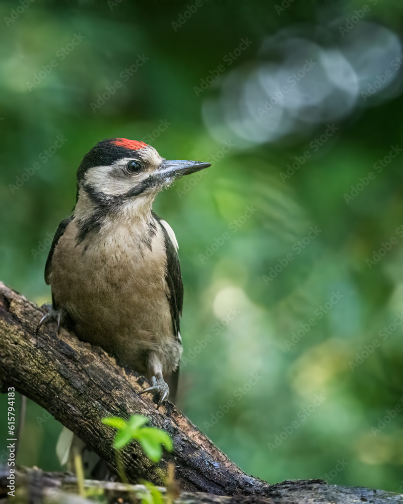 Fototapeta premium Great Spotted Woodpecker