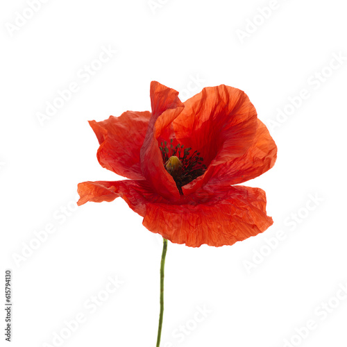 Bright red poppy flower isolated on white background