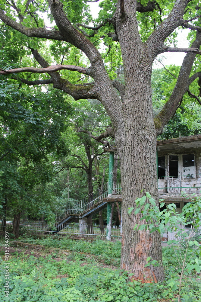 A field with trees and mountains in the background