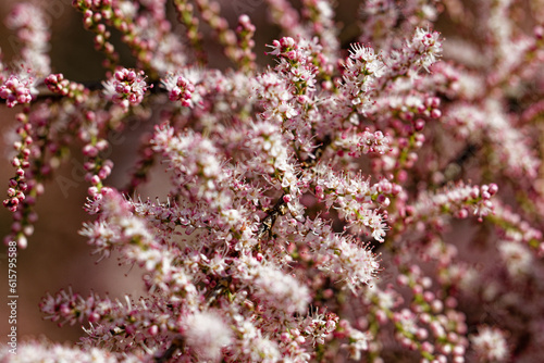 Beautiful bush with small pink flowers