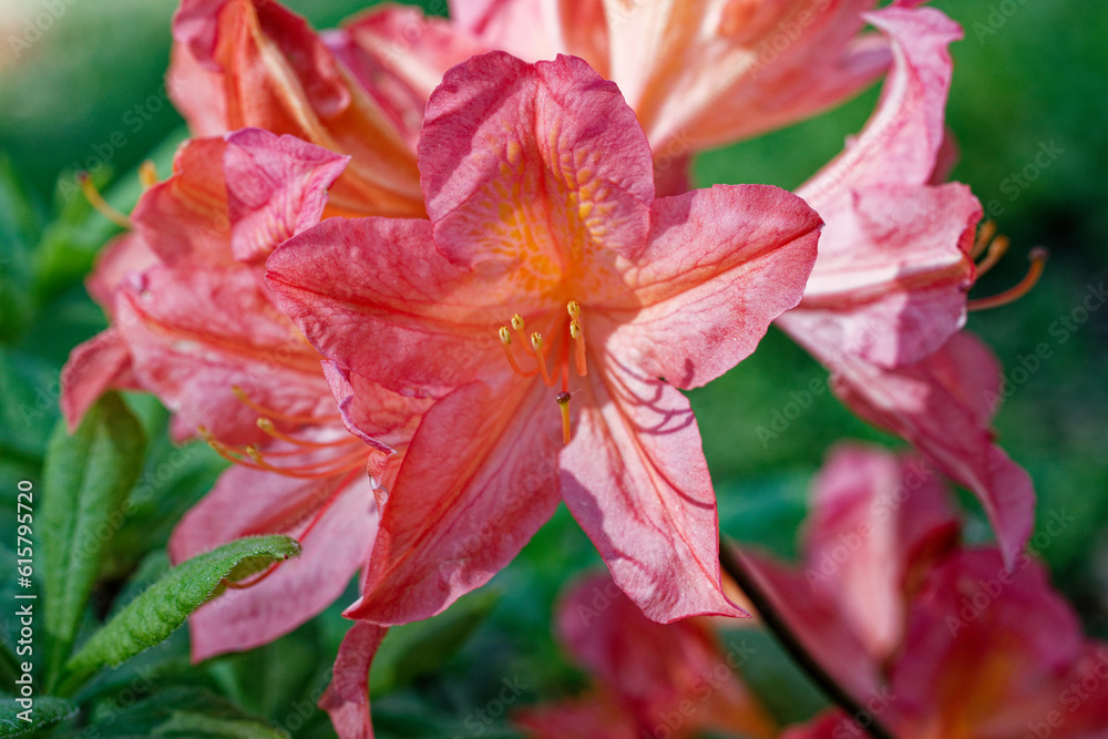 Summer Serenade: A Symphony of Blooms. Beautiful summer flower. Summer Serenade: A Symphony of Blooms. Beautiful summer flower.