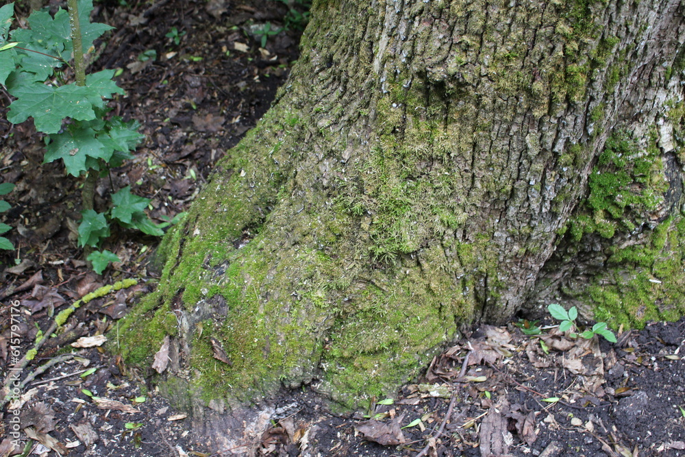 A tree trunk with moss