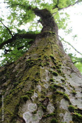 A tree with moss growing on it