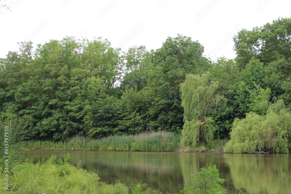 A body of water surrounded by trees