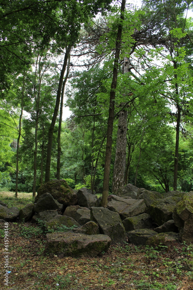 A group of trees in a forest A group of trees in a forest