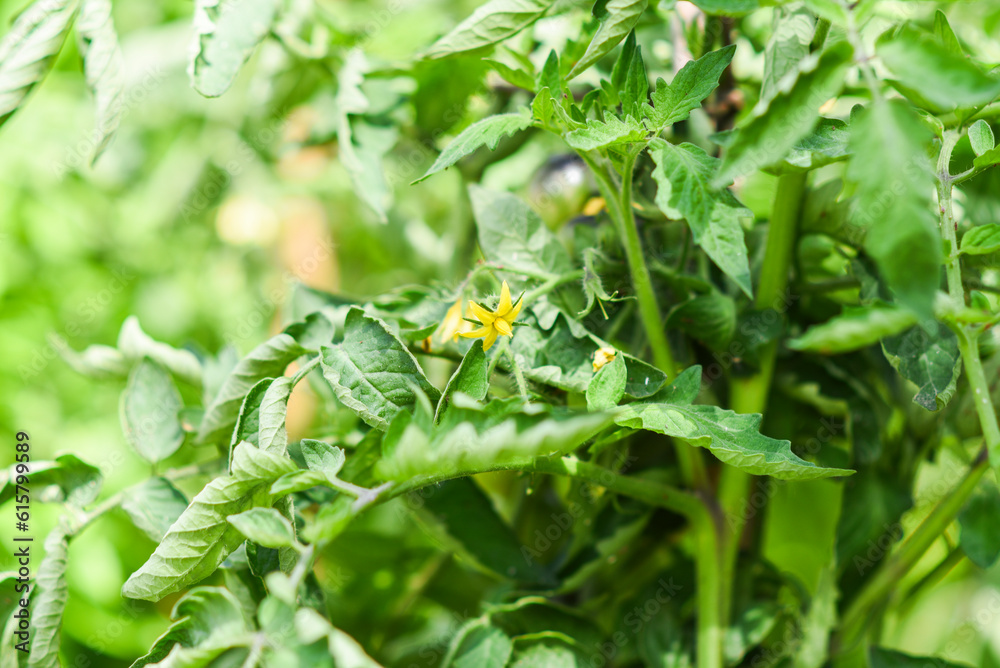 Tomatoes growing in the summer in the garden. Tomatoes growing in the summer in the garden.