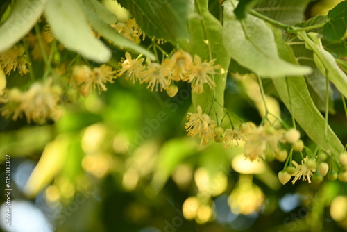 Bild auf Leinwand close-up of linden flowers on a tree in bright sunlight