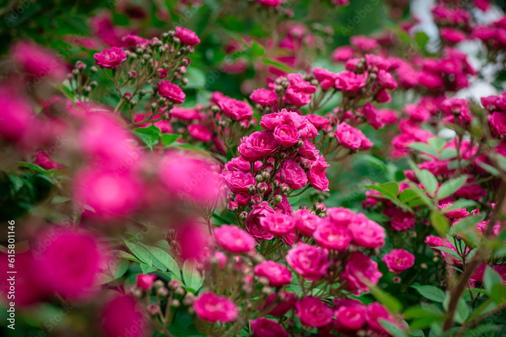 Nice rose flowers with bokeh anf free space for text, nature, flora anf gardening macro, freshness and summer time Nice rose flowers with bokeh anf free space for text, nature, flora anf gardening macro, freshness and summer time