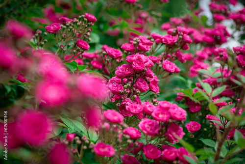 Nice  rose flowers with bokeh anf free space for text, nature, flora anf gardening macro, freshness  and summer time