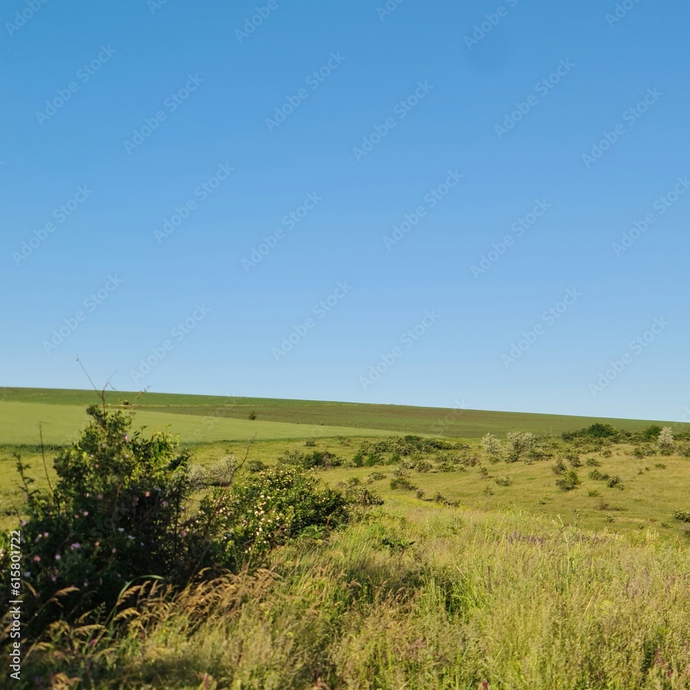 Fototapeta premium A grassy field with trees