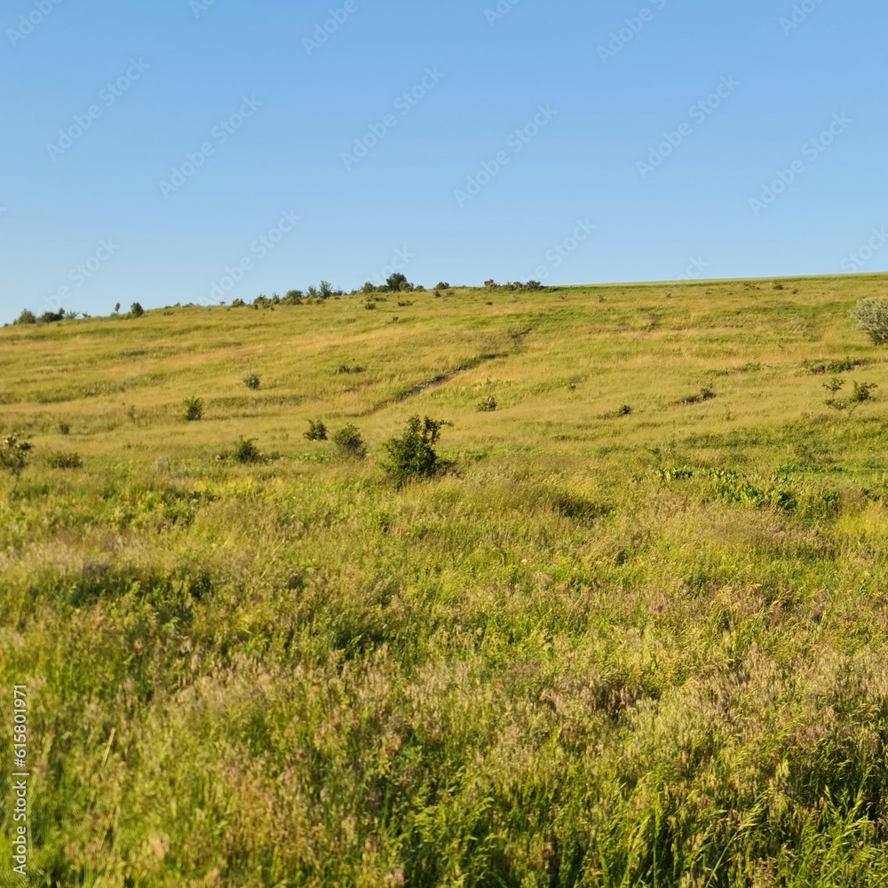 A grassy field with trees in the background