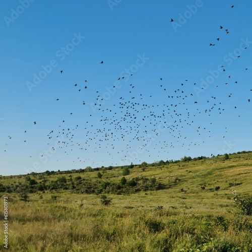 A flock of birds flying over a grassy field