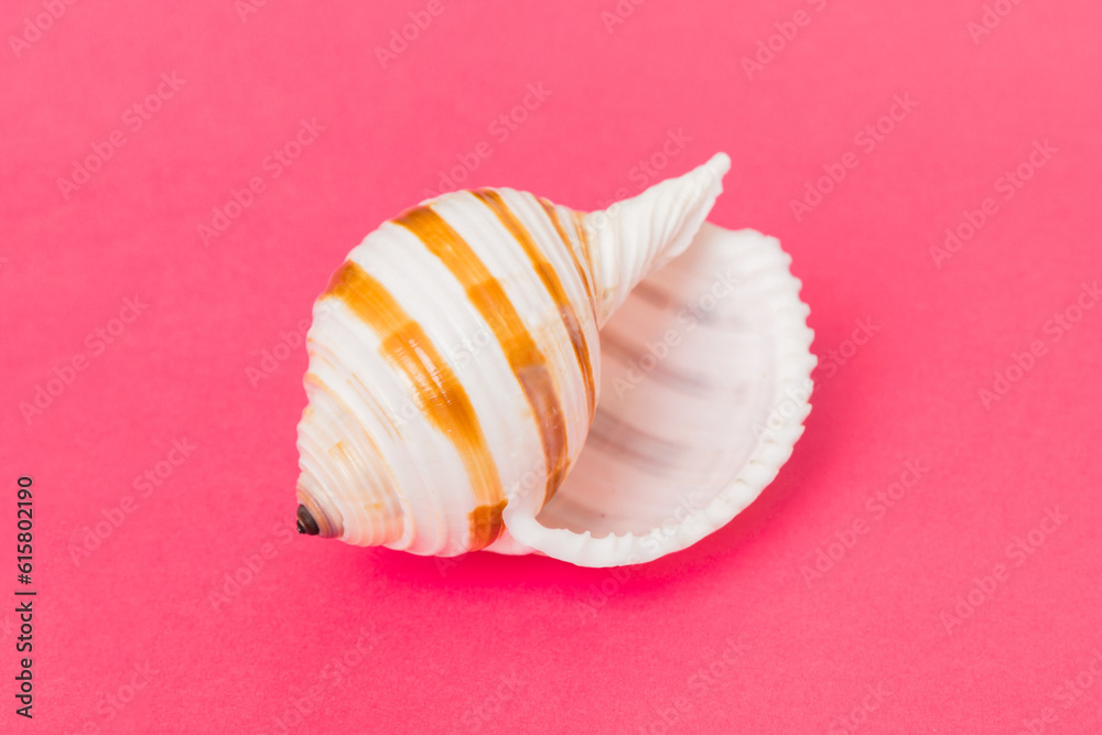 Beach seashells on colored background. Mock up with copy space Beach seashells on colored background. Mock up with copy space