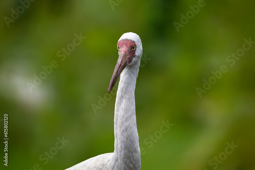 Siberian crane. Leucogeranus leucogeranus. Siberian white crane, snow crane