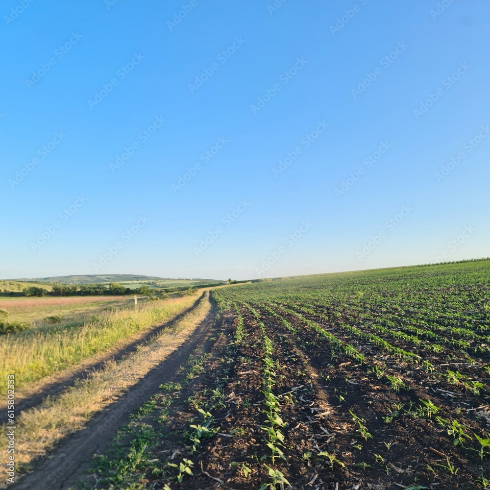 A field with rows of crops A field with rows of crops