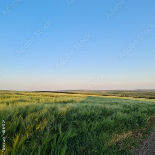 A field with grass and blue sky