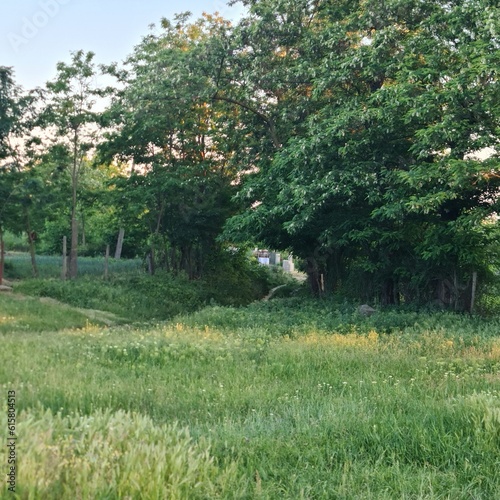 A tree in a grassy area