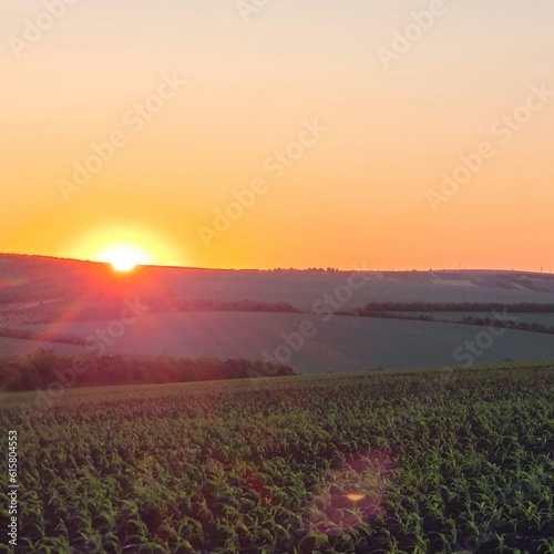 A field of crops with the sun setting in the background