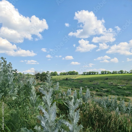 A field of crops