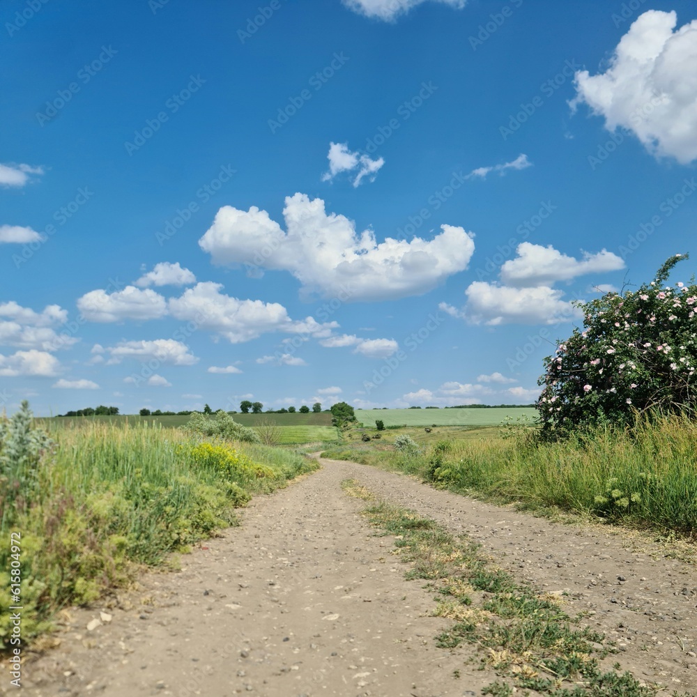 A dirt road with grass and trees on either side of it A dirt road with grass and trees on either side of it