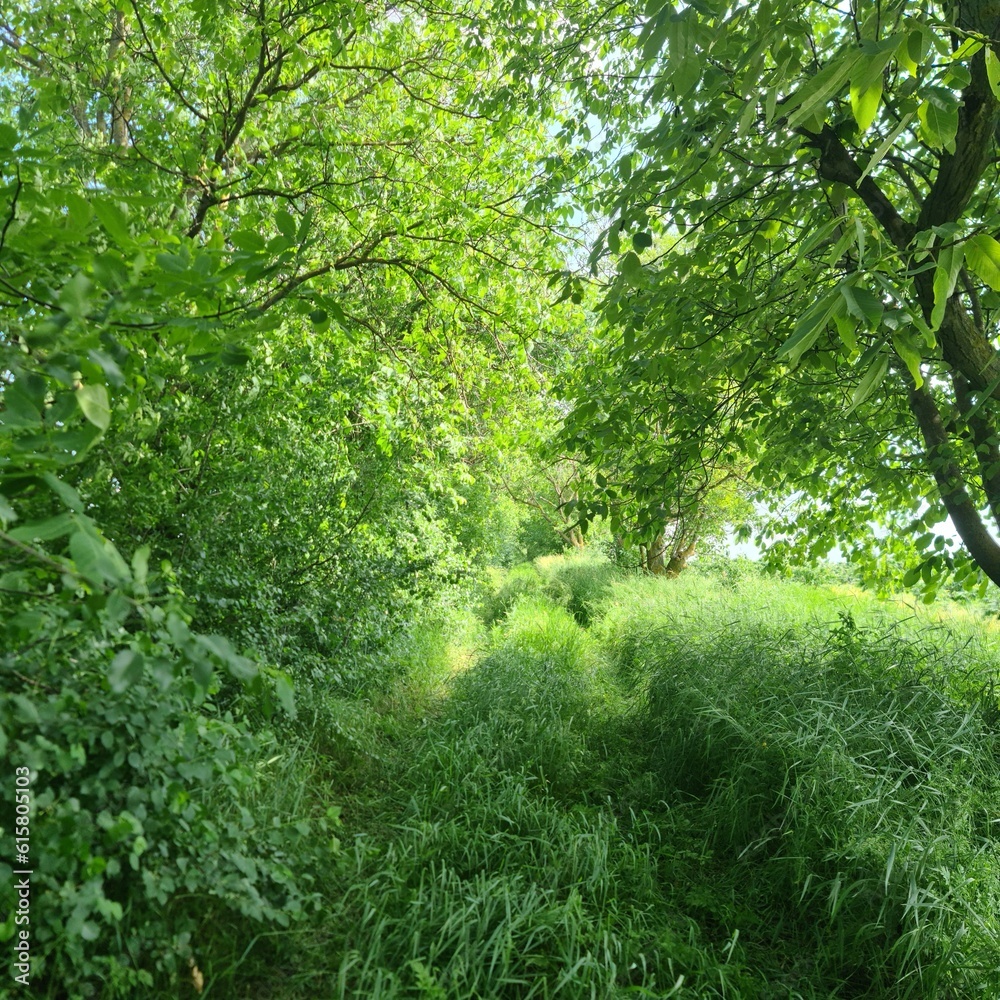 A close-up of some trees