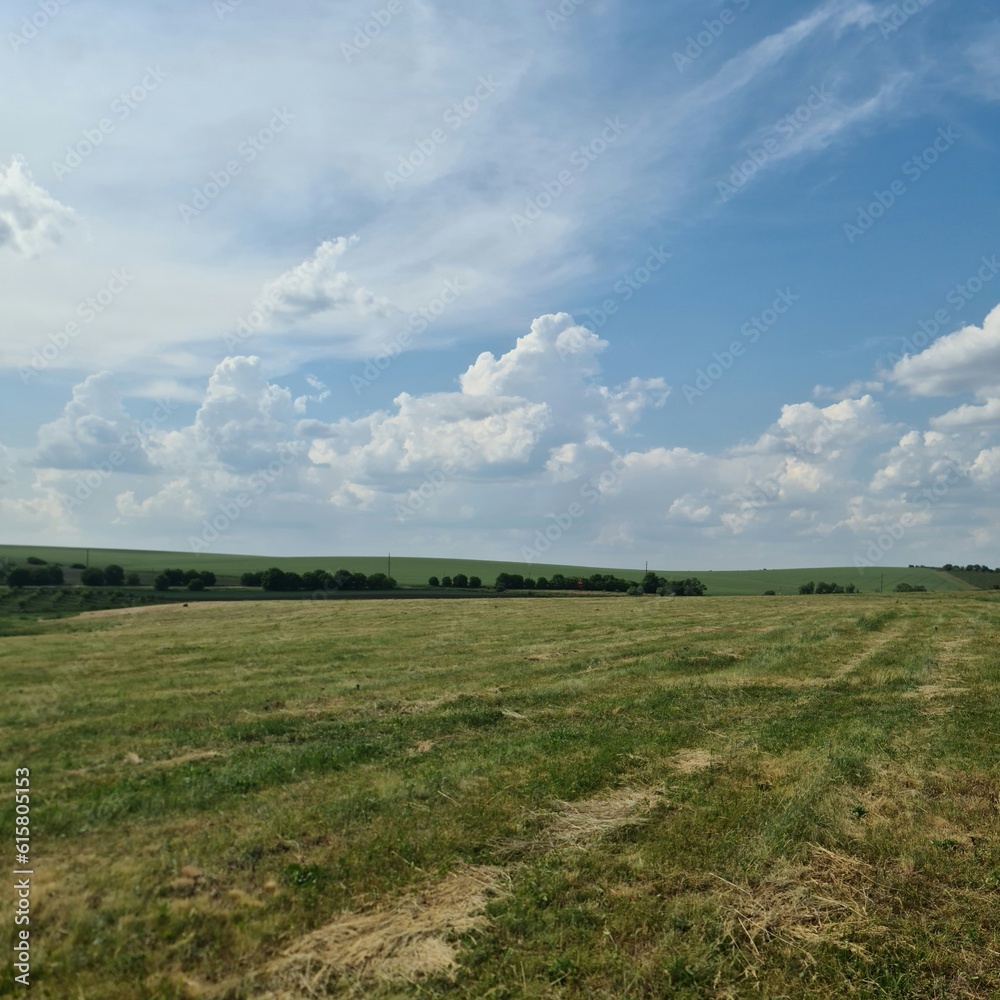 A field with grass and trees