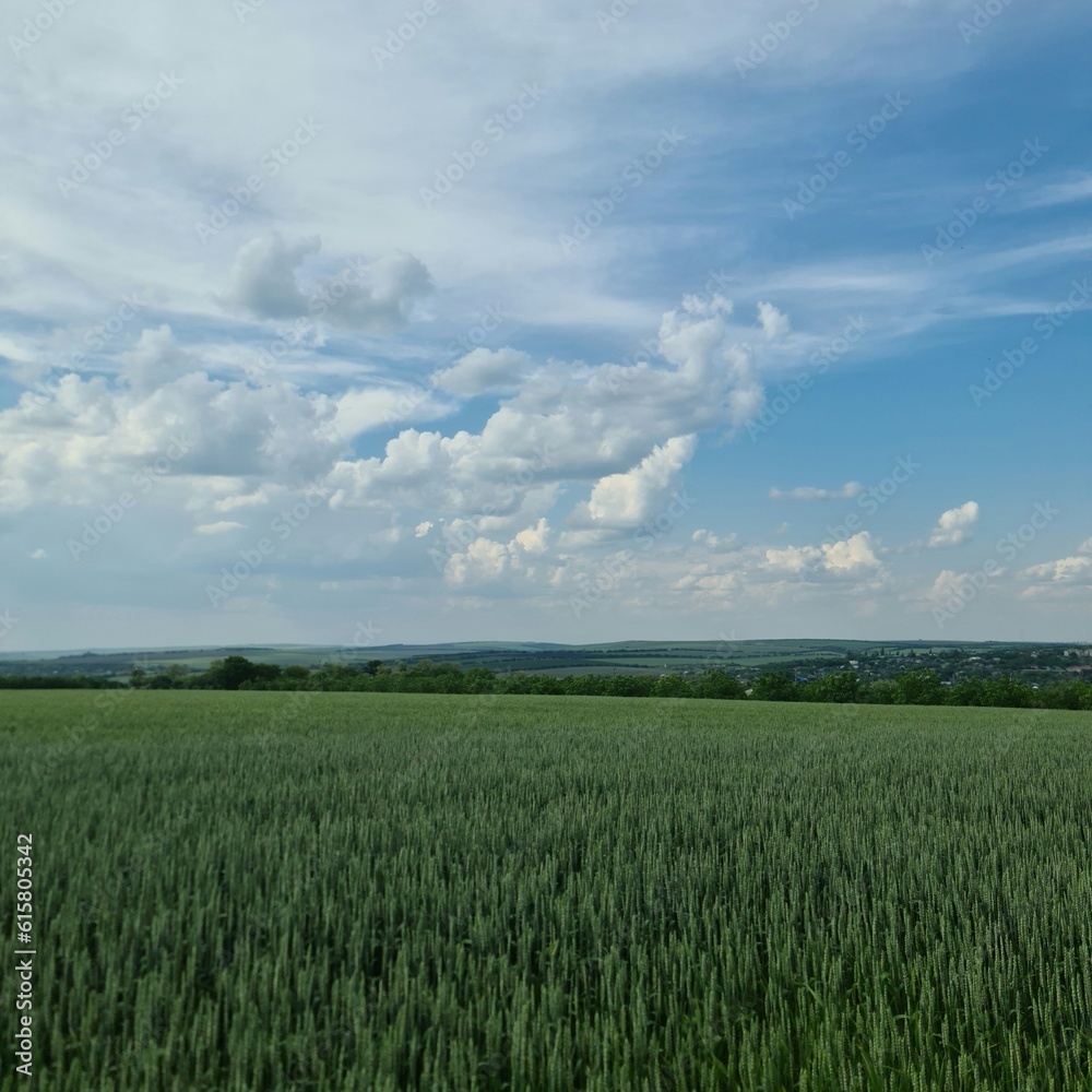 Obraz premium A field of grass