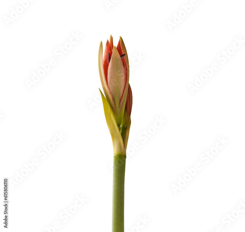 Species  hippeastrum (amaryllis) Aulikum on white  background. photo