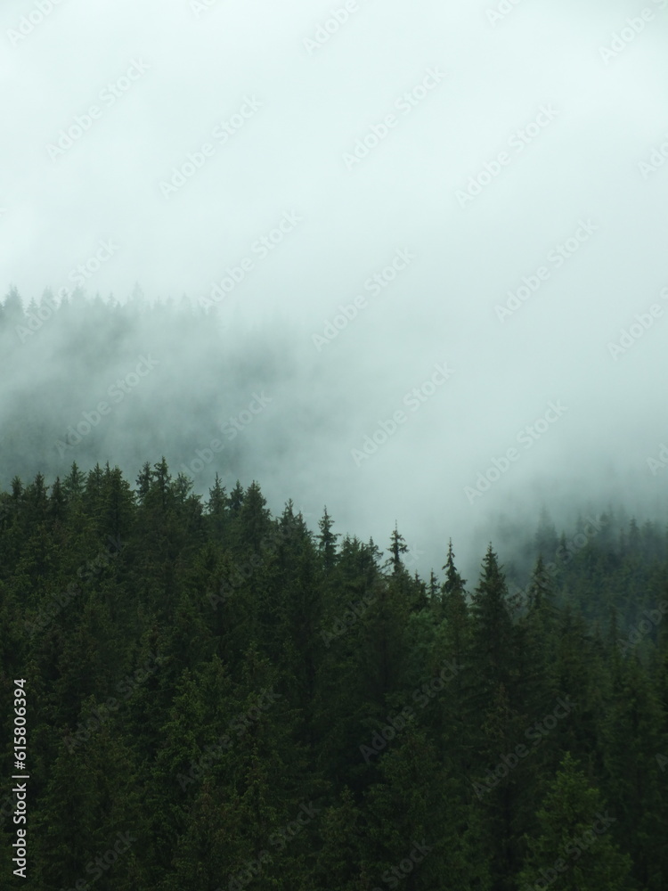 fog in the mountains fog in the mountains