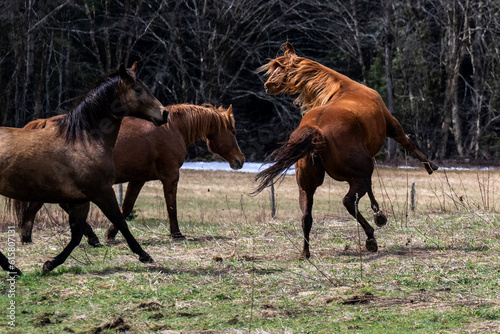 Beautiful quarter horses playing in a field