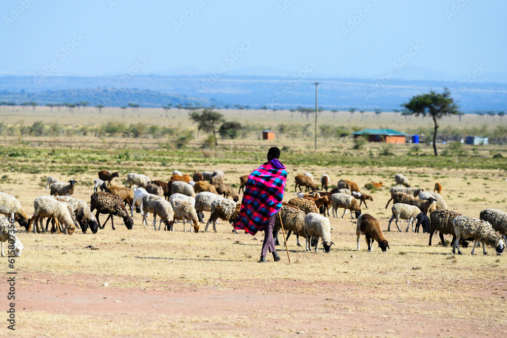Maasai shepherd watching over his flock
