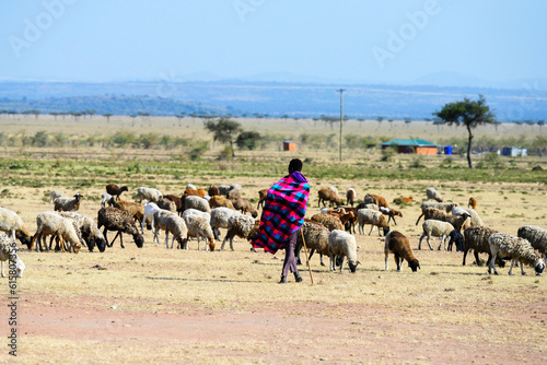 Photography Maasai shepherd watching over his flock