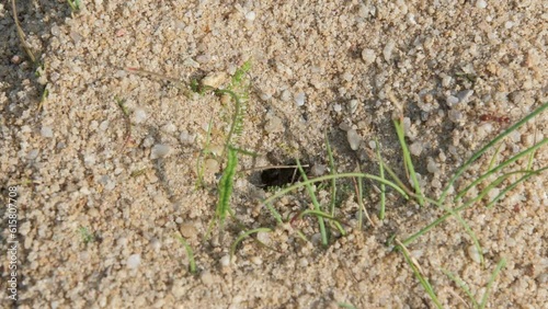 Ant workers of the species Manica rubida entering and leaving the nest.