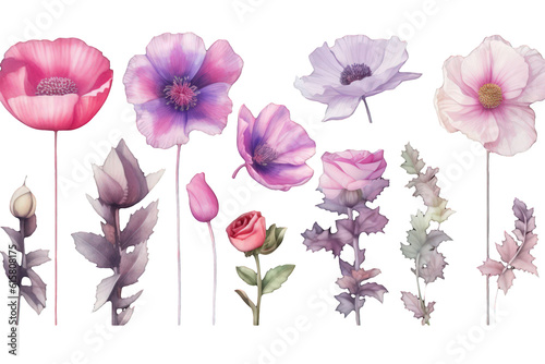 Watercolor floral set of violet pink poppy rose peonyillustration on a transparent background. Generative AI.